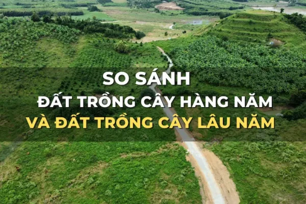 so-sanh-dat-trong-cay-hang-nam-va-dat-trong-cay-lau-nam
