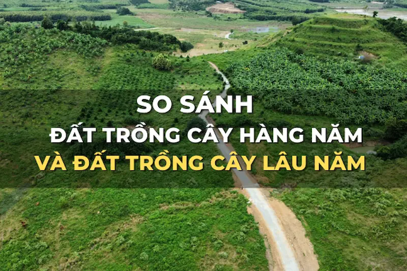 so-sanh-dat-trong-cay-hang-nam-va-dat-trong-cay-lau-nam